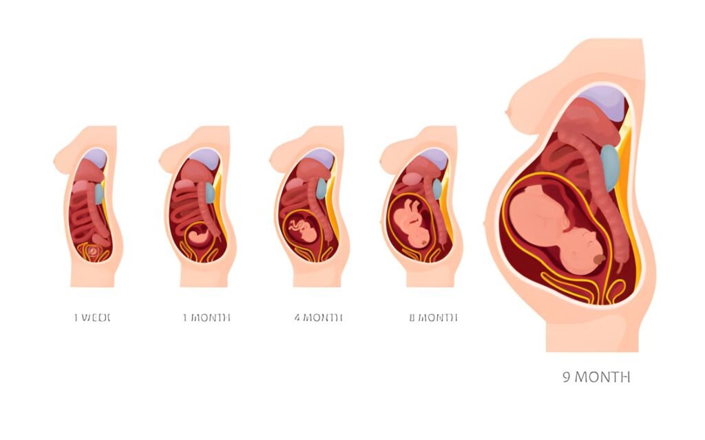 1 Week Early Pregnancy Line on the Stomach