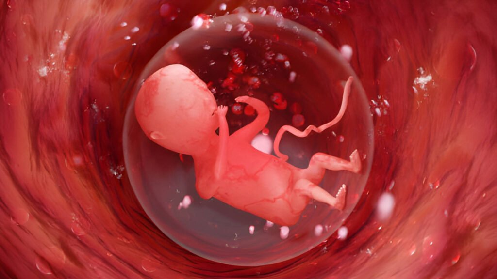 11 Weeks Pregnant The Fetal Transition and Final First Trimester Milestones