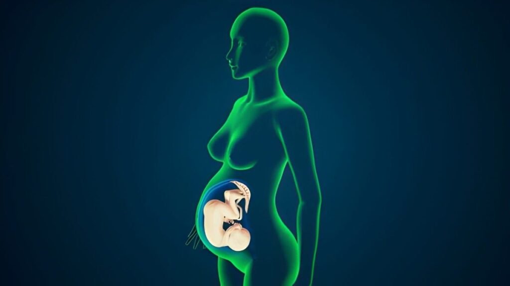 21 Weeks Pregnancy Entering the Second Half of the Second Trimester