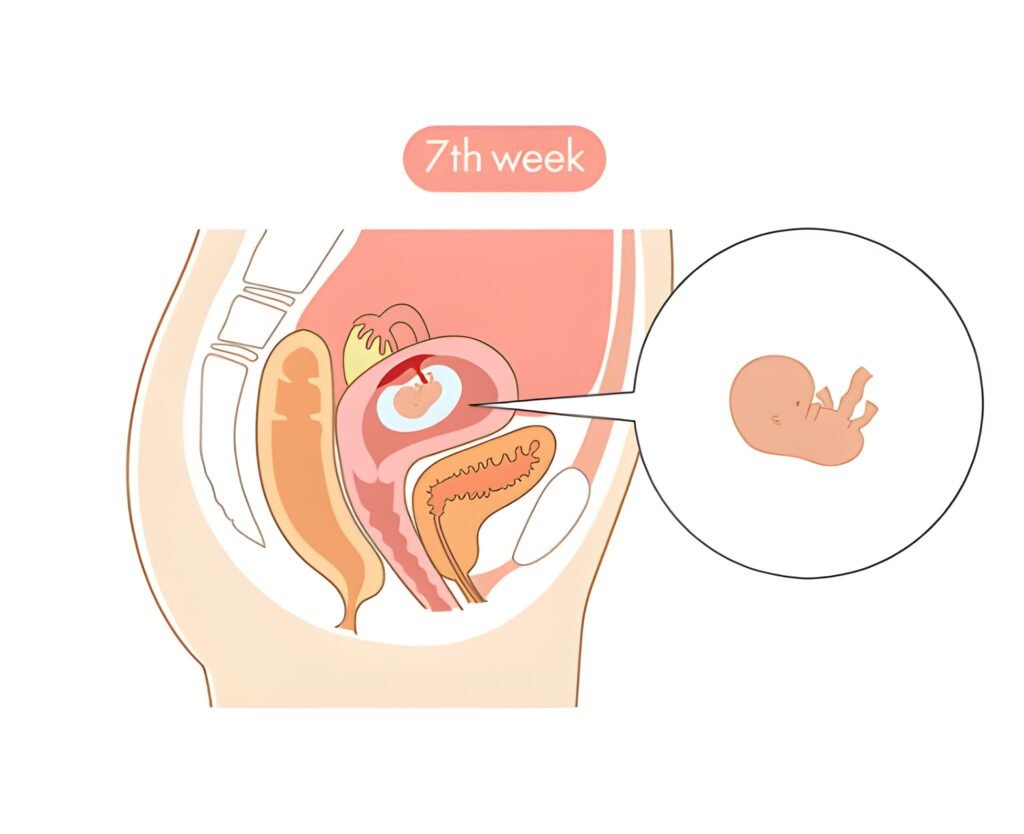 7 Weeks, 5 Days Pregnant Core Milestones and First Scan Readiness