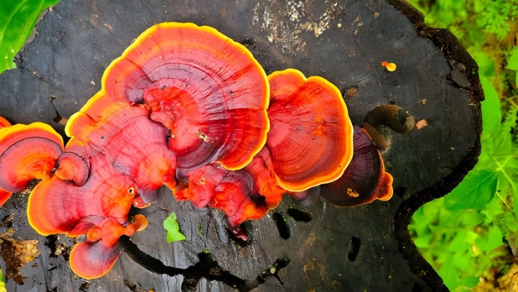 Adaptogens and Lactation The Specialist's Guide to Reishi Mushrooms