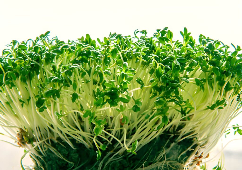 Alfalfa Sprouts and Breastfeeding Navigating Safety