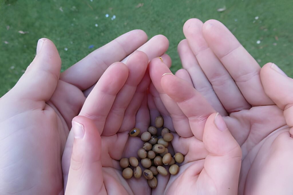 Ancient Seeds for Modern Mothers The Clinical Role of Sesame in Lactation