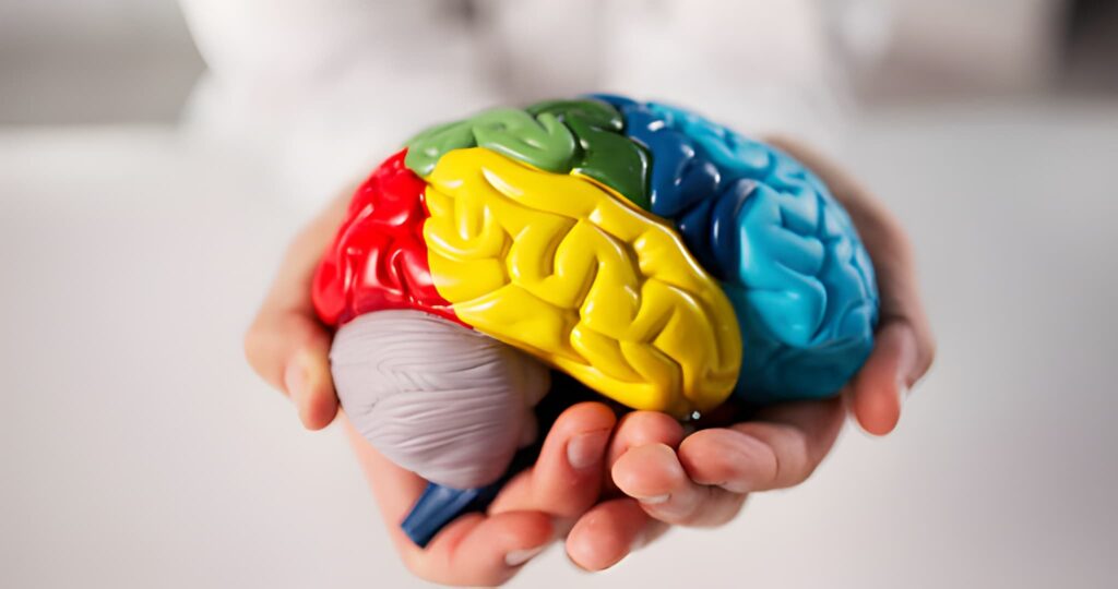 Architectural Marvel Why the Newborn Brain is Only 25 Percent of Its Adult Volume