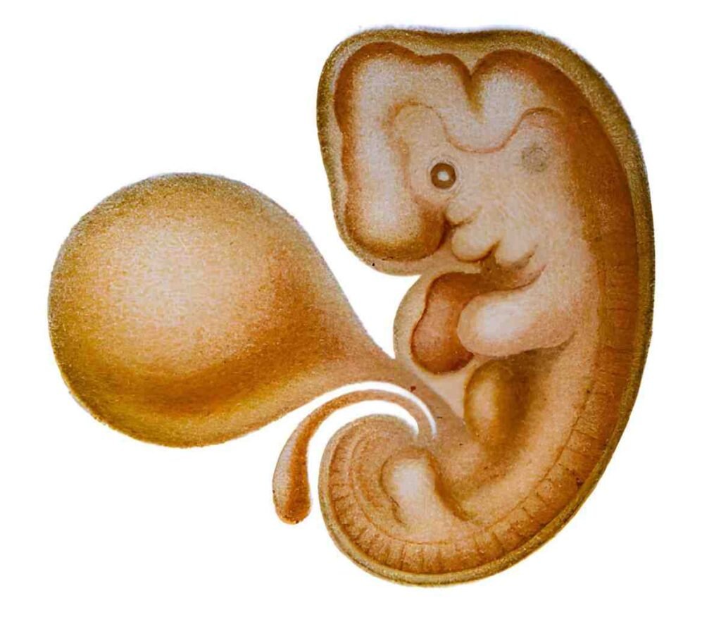 Day 45 Canine Pregnancy Final Fetal Growth and Whelping Preparation