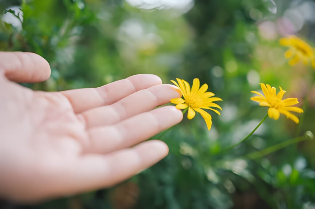 The Botanical Recovery Path Navigating Arnica Safety During Lactation