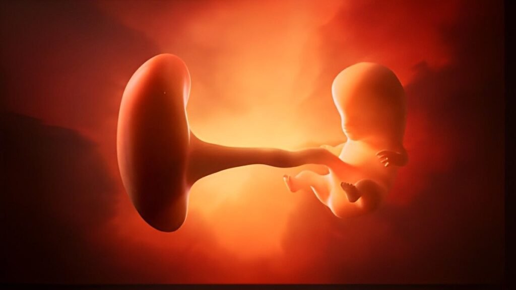 The First Trimester Core Foundation and Maternal Transformation (Weeks 1-13)