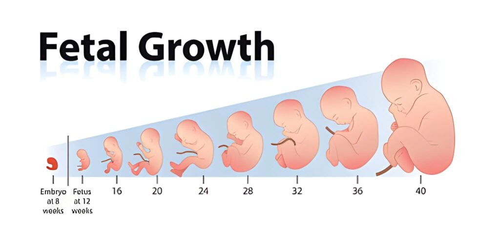 The Seventh Month Weeks 27-30 Fetal Growth and Third Trimester Shift