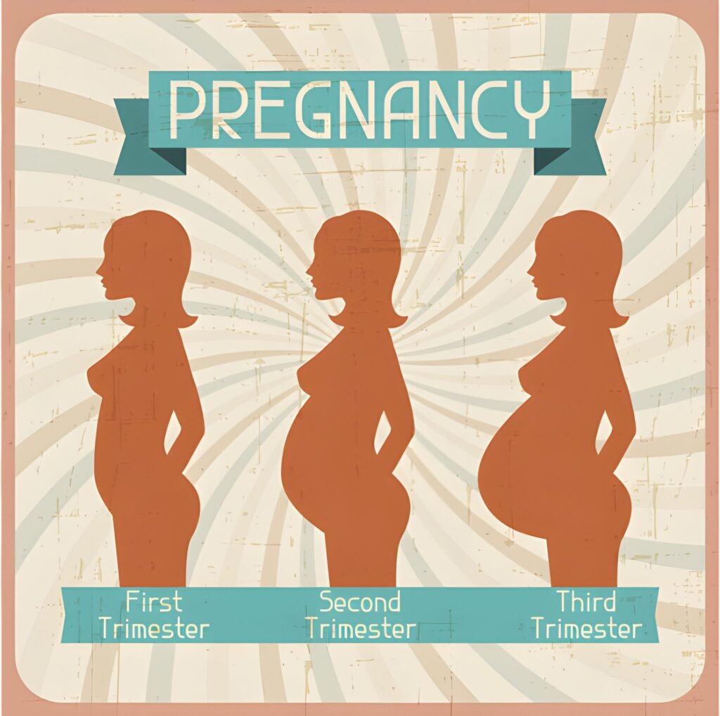 Three Stages of Pregnancy