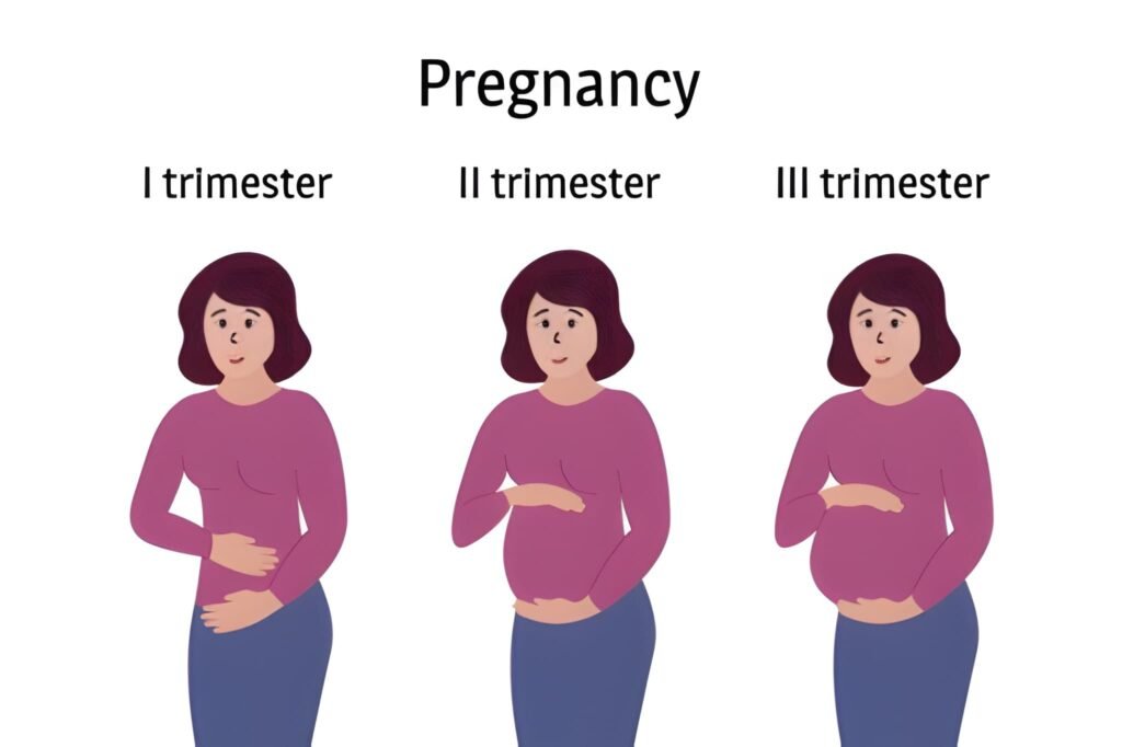 Three Trimesters of Pregnancy