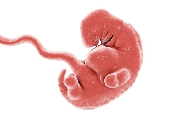 Two Weeks Pregnant Decoding the Microscopic Beginnings of Development